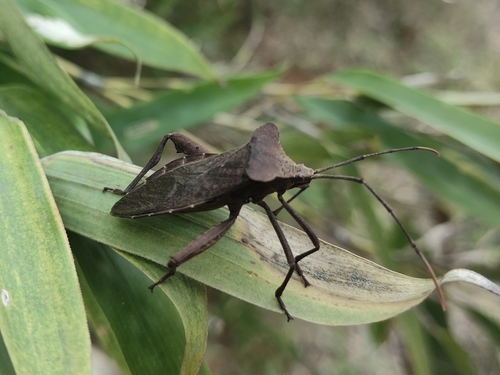 Rhamnomia dubia