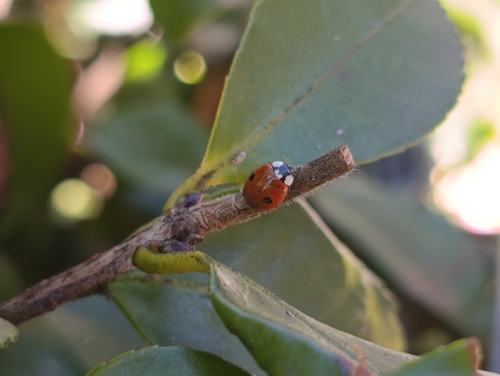 Adalia bipunctata bipunctata