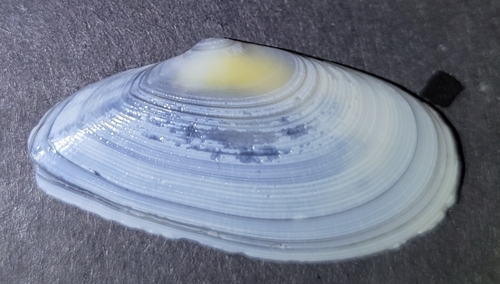 Tellina bodegensis, 2026-10-09