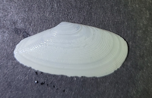 Tellina bodegensis, 2026-10-09