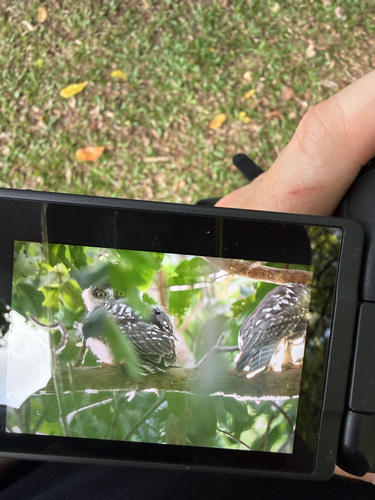 Ninox connivens, 2026-10-10