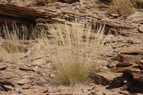 Stipagrostis uniplumis, 2026-09-27