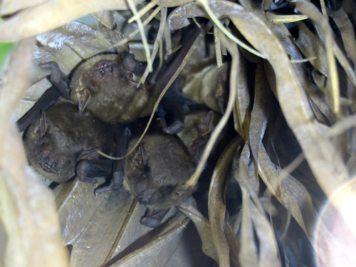 Scotophilus kuhlii observed 2026-10-04