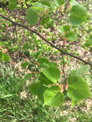 Tilia americana americana
