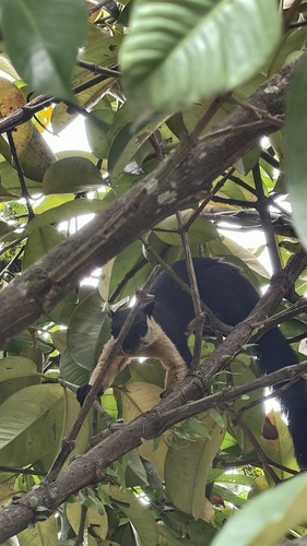 Black Giant Squirrel