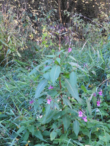 Himalayan balsam