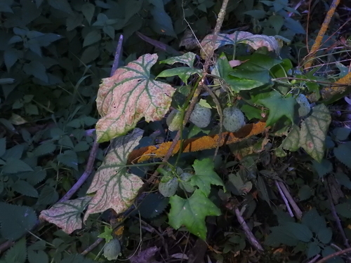 prickly cucumber