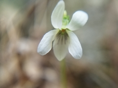 Viola pallens