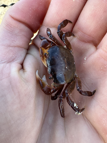 Cyclograpsus audouinii observed 2026-10-10