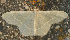 Chlorochlamys appellaria