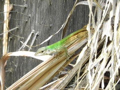 Kentropyx altamazonica