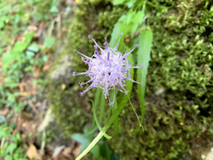 Phyteuma scheuchzeri