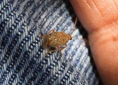 Diabrotica litterata