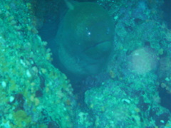 Gymnothorax castaneus