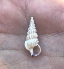 Cerithium rostratum