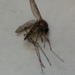 Aedes washinoi - Photo (c) smcmvcd, algunos derechos reservados (CC BY-NC), subido por smcmvcd