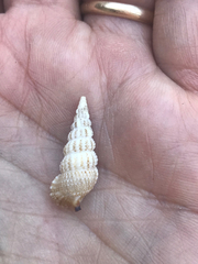 Cerithium rostratum