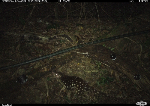 Dasyurus, 2026-10-08