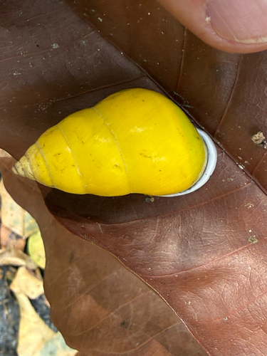 Amphidromus, 2026-10-10