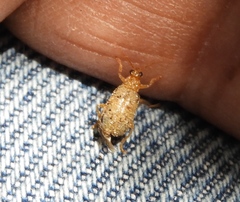 Diabrotica litterata