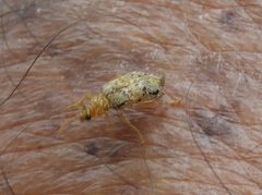 Diabrotica litterata