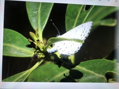 Celastrina idella