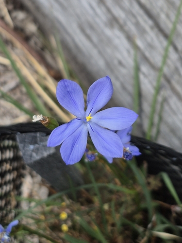 Orthrosanthus multiflorus, 2026-10-10
