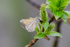 Isturgia limbaria