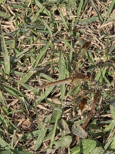 Banded Darter