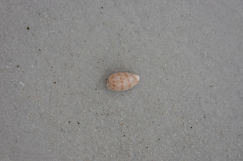 Notocypraea piperita observed 2026-10-10