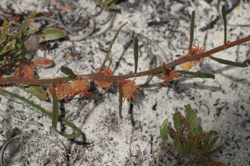 Tersonia cyathiflora (Tersonia cyathiflora)