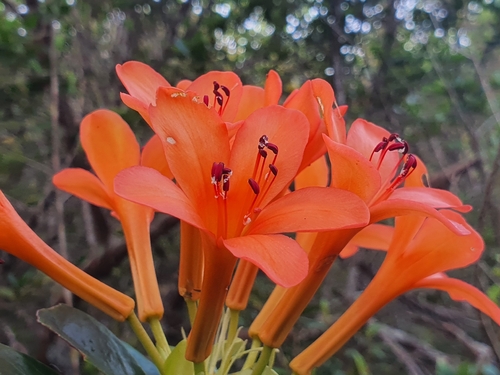 Rhododendron longiflorum