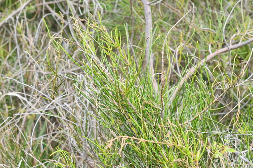 Casuarina glauca observed 2026-10-10