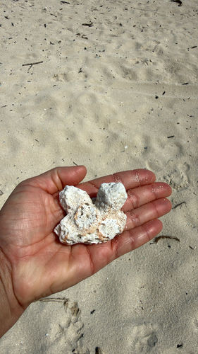 Pocillopora meandrina, 2026-10-09