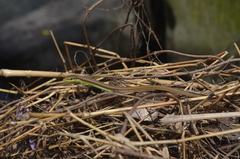 Takydromus sexlineatus