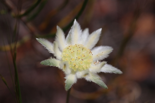 Actinotus leucocephalus, 2026-10-09