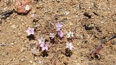 Linanthus orcuttii