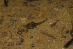 Pelodytes punctatus