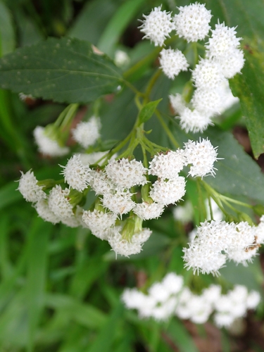 Ageratina riparia observed 2026-10-10