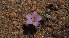 Linanthus orcuttii