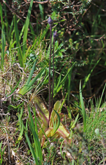 Pinguicula grandiflora