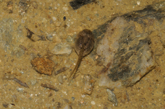 Pelodytes punctatus