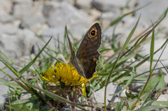 Lasiommata