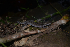 Cyrtodactylus marmoratus