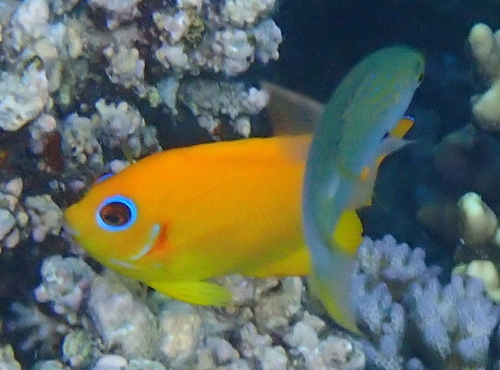 Centropyge flavissima observed 2026-10-10