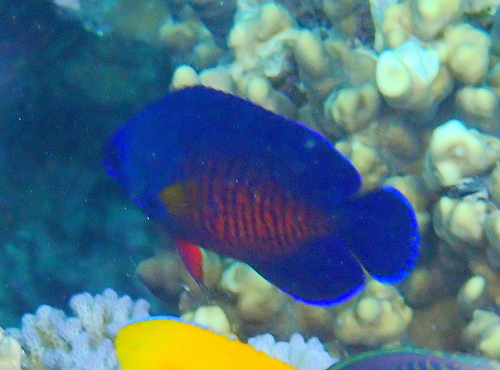 Centropyge bispinosa observed 2026-10-10