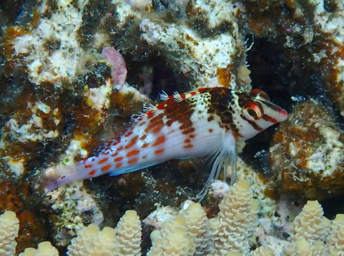 Cirrhitichthys falco observed 2026-10-10