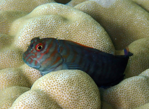 Cirripectes castaneus observed 2026-10-10
