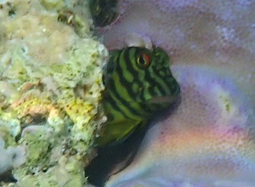 Cirripectes castaneus observed 2026-10-10
