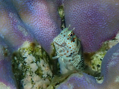 Blenniella chrysospilos observed 2026-10-10